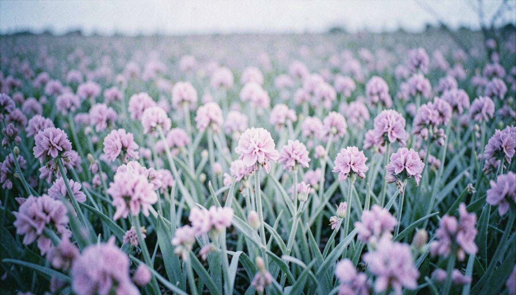 Photographie argentique aux tons violets et verts tendres, grain prononcé, montrant un champ de jacinthes en fleurs sous une lumière printanière diffuse, symbole d'espoir et de renouveau.