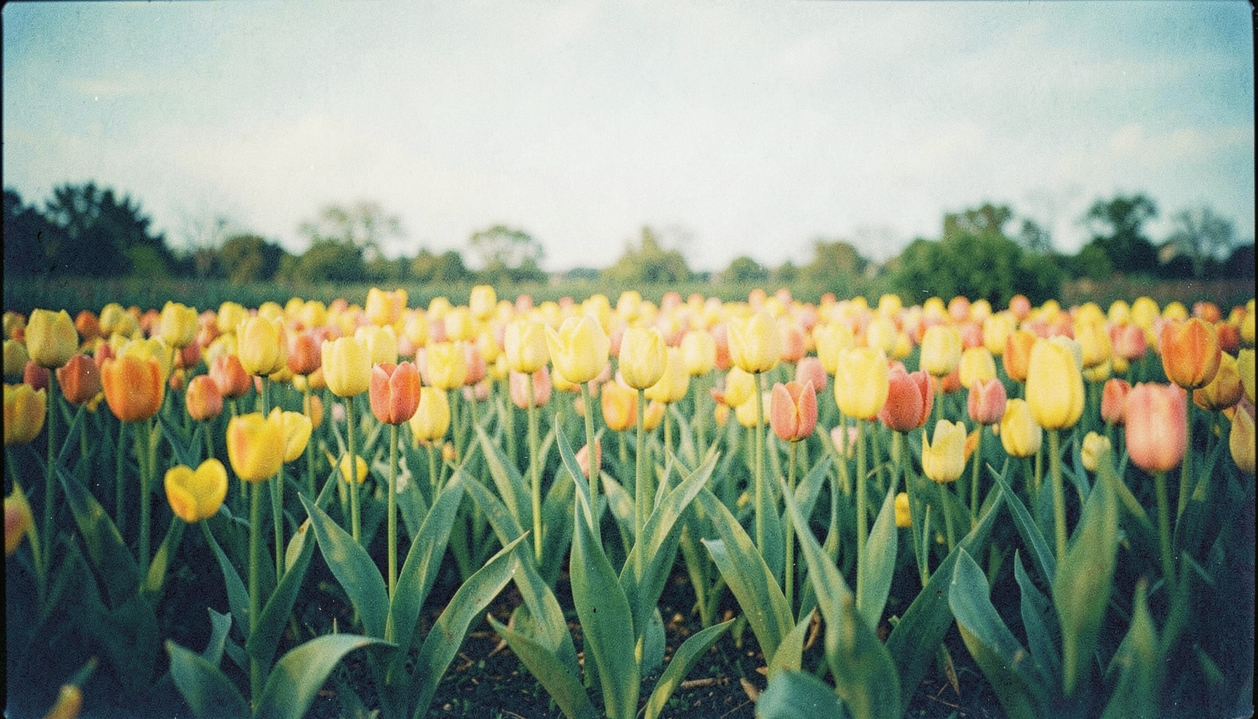 Photographie argentique aux teintes jaunes vives et vertes, grain visible, montrant un parterre de tulipes en plein air sous un ciel doux, évoquant la lutte et l'espoir face à la maladie.